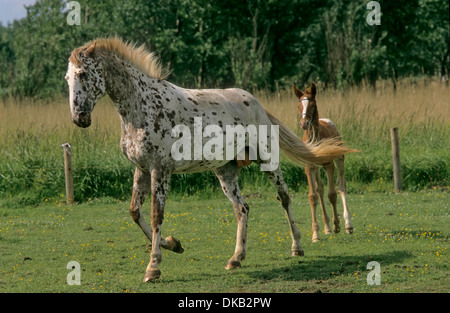 Appaloosa, in the pasture, gallop, Appaloosa, auf der Weide, galopp Stock Photo