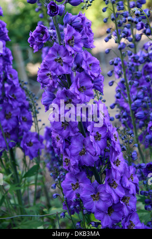 Delphinium 'Bruce', Ranunculaceae. Aka. Larkspur. All parts of these plants are considered toxic to humans. Stock Photo