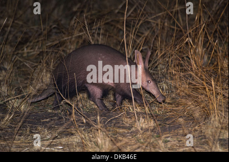 aardvark (Orycteropus afer) Katavi National Park, Tanzania Stock Photo