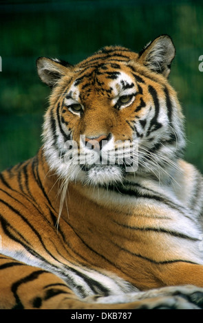 Bengal tiger (Panthera tigris tigris), Bengaltiger, Koenigstiger, Bengal-Tiger, Indischer Tiger, Dame 'Rani' Stock Photo