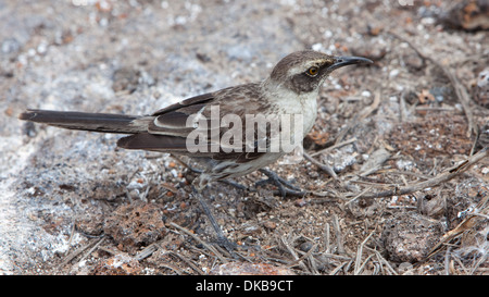 Galapagos Mockingbird [Nesomimus parvulus] animal Stock Photo