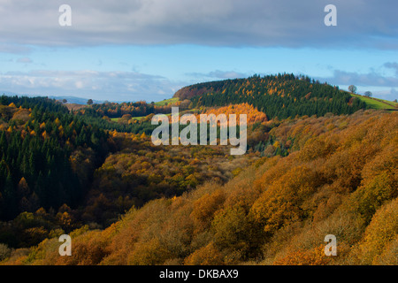 Autumn colour in Mortimer Forest, near Ludlow, Shropshire, England ...