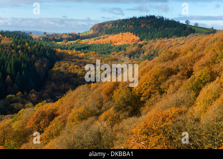 Autumn colour in Mortimer Forest, near Ludlow, Shropshire, England ...