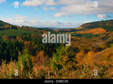 Autumn colour in Mortimer Forest, near Ludlow, Shropshire, England ...