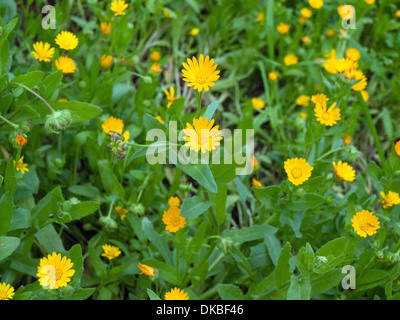 Calendula arvensis - Marigold wild Stock Photo