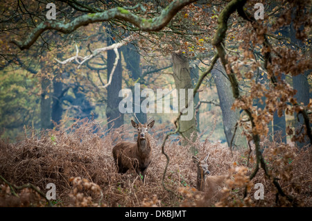 Richmond Park, Surrey, UK - a pair of young red deer stags in the bracken Stock Photo