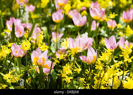 Colorful little pink and yellow tulips and daffodils in spring Stock Photo