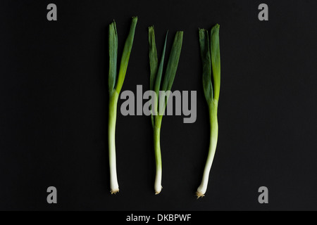 Three fresh spring, salad, or green onions, also known as scallion on black background. Stock Photo