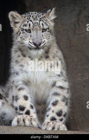 Snow Leopard cub, 5,5 months old. Stock Photo