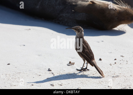Galapagos Mockingbird Nesomimus parvulus animal Stock Photo