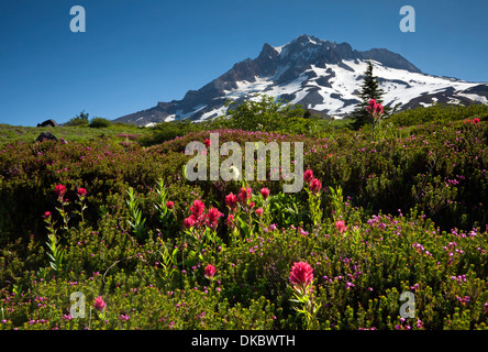 Paintbrush and western pasque flowers blooming through a mat of heather in a meadow of Paradise Park on the side of Mount Hood. Stock Photo