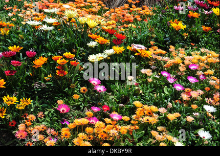 aster Stock Photo