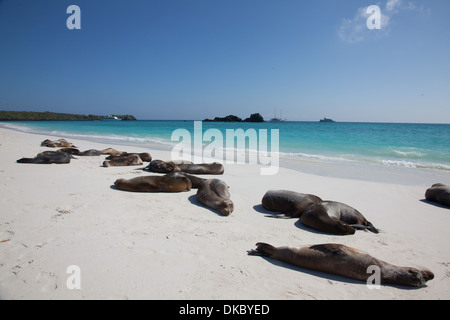 Galapagos Sea Lion Zalophus californianus sleeping Stock Photo