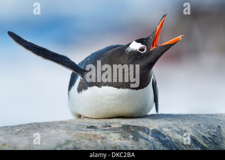 Antarctica, Cuverville Island, Gentoo Penguin (Pygoscelis papua) yawns while resting on exposed rock in rookery Stock Photo