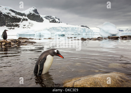 Antarctica, Cuverville Island, Gentoo Penguin (Pygoscelis papua) standing in shallow water along glacial coastline Stock Photo