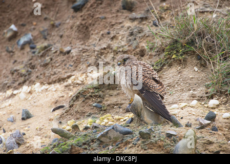 Common kestrel (Falco tinnunculus). Female perching on side of cliff, Thanet Stock Photo