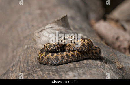 Adder (Vipera berus). Adult female basking on log in heathland, Surrey, UK. Stock Photo