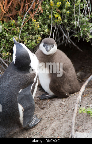 Adult and young African penguin (Spheniscus demersus) on Boulders Beach, Cape Town Stock Photo