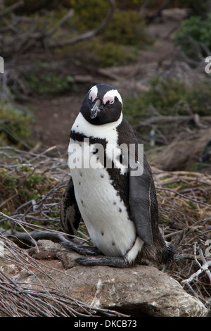 African penguin (Spheniscus demersus) on Boulders Beach, Cape Town Stock Photo