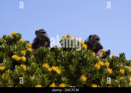 Chacma baboons (Papio ursinus) in the Cape of Good Hope, Table Mountain National Park, Cape Town Stock Photo