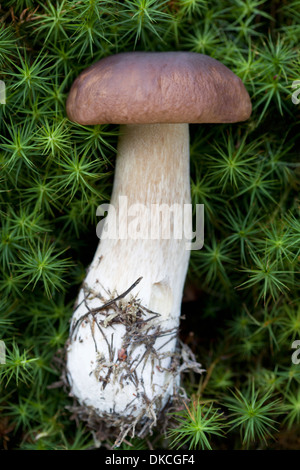 Boletus edulis (porcini) mushroom Stock Photo