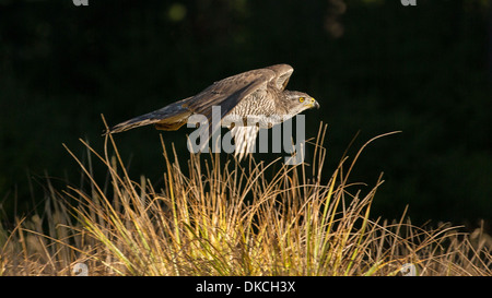 Female Northern goshawk (accipiter gentilis) flying low over long grass, Czech forest Stock Photo