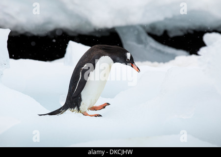 Antarctica, Cuverville Island, Gentoo Penguin (Pygoscelis papua) walking on snow-covered shoreline along coastline Stock Photo
