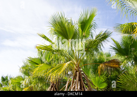 European fan palm, Chamaerops humilis as seen against the sky Stock Photo