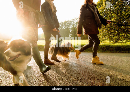 Senior couple and granddaughter walking dogs, Norfolk, UK Stock Photo