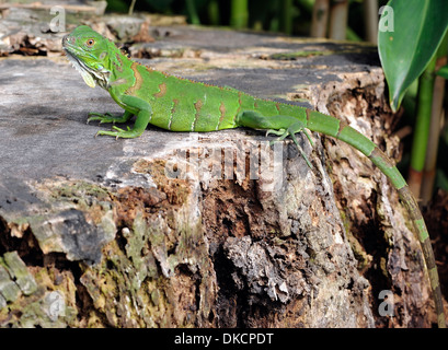 A small green iguana (Iguana iguana). Tortuguero, Tortuguero National Park, Limon Province, Costa Rica. Stock Photo