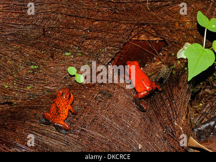 Red poison arrow frogs, the strawberry poison frog or strawberry poison-dart frog (Oophaga pumilio or Dendrobates pumilio) Stock Photo