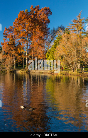 Reflections of autumn trees on Green Lake, Green Lake Park, Seattle, Washington State, USA Stock Photo