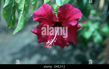 Bougainville flower Stock Photo