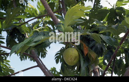 Breadfruit-tree with fruit in Tahiti. French Polynesia. This fruit was the most typical diet for the Polynesian. Stock Photo
