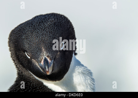 Antarctica, Petermann Island, Close-up portrait of Adelie Penguin (Pygoscelis adeliae) on snow-covered rookery