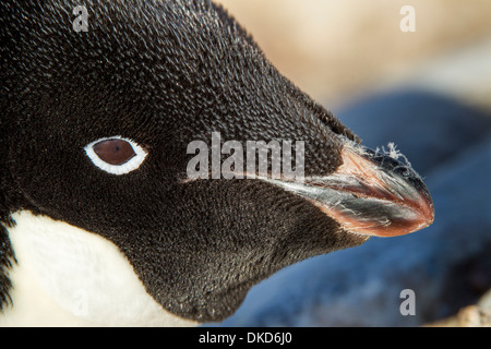 Antarctica, Petermann Island, Close-up of Adelie Penguin (Pygoscelis adeliae) resting in rookery along snow-covered shore Stock Photo