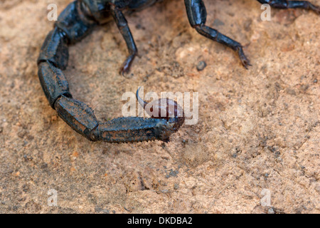 scorpion black poison venom dangerous stinging Stock Photo