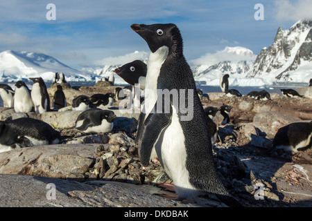 Antarctica, Petermann Island, Adelie Penguins (Pygoscelis adeliae) standing by nest on rocky outcrop in spring sunshine Stock Photo