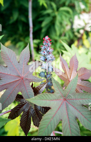 Castor Bean Plant (ricinus communis) ' Carmencita Bright Red' Stock ...