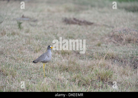 African Wattled Lapwing - African Wattled Plover (Vanellus senegallus) standing in the grass Masai Mara - Kenya - East Africa Stock Photo