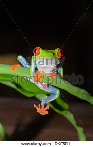 Red-eyed tree frog (Agalychnis Callidryas) holding onto stem, Costa Rica