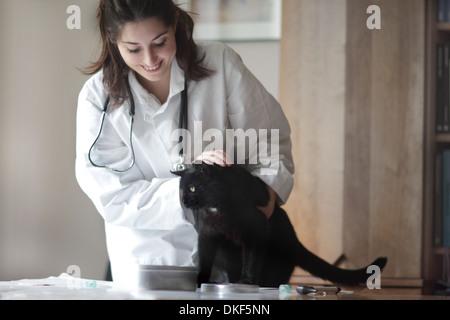 Veterinarian examining black cat Stock Photo