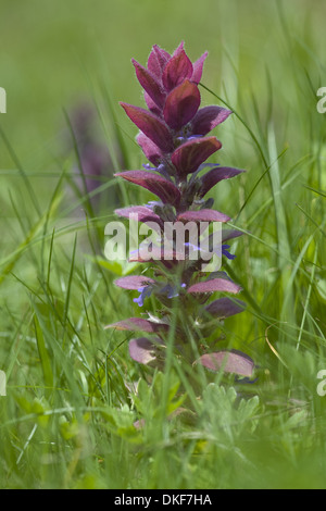 pyramidal bugle, ajuga pyramidalis Stock Photo