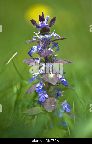 pyramidal bugle, ajuga pyramidalis Stock Photo