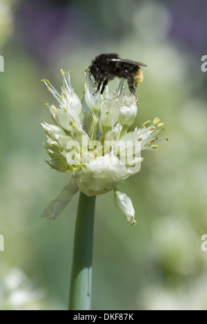 welsh onion, allium fistulosum Stock Photo