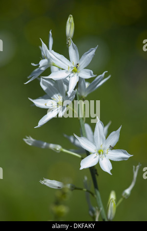 st bernard's lily, anthericum liliago Stock Photo