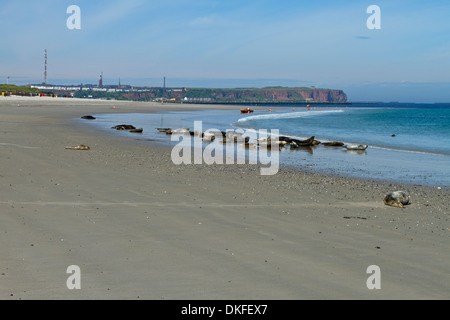 mixed flock of Grey Seals (Halichoerus grypus) and  Harbour seal (Phoca vitulina), Stock Photo