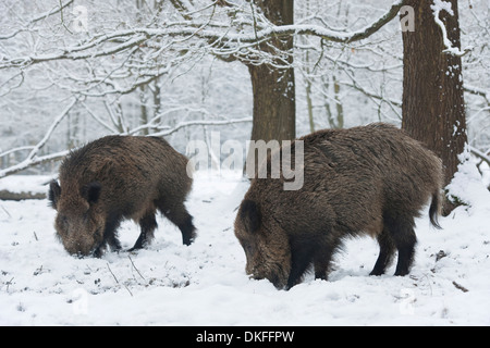 Wild boar (Sus scrofa), two young tuskers foraging in the snow, captive, Saxony, Germany Stock Photo