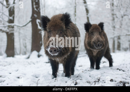 Wild boar (Sus scrofa), two young tuskers standing in the snow, captive, Saxony, Germany Stock Photo