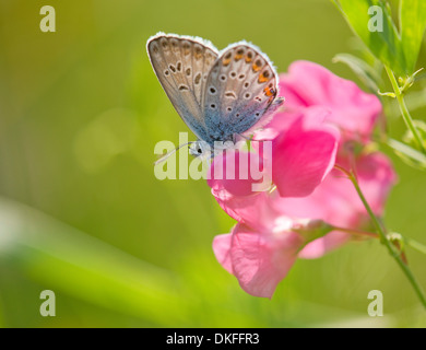 Common Blue (Polyommatus icarus) sucking nectar, Thuringia, Germany
